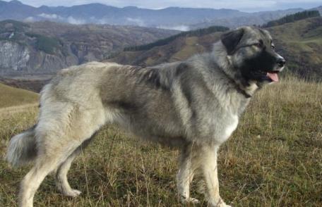 Femeie atacată de un ciobănesc carpatin