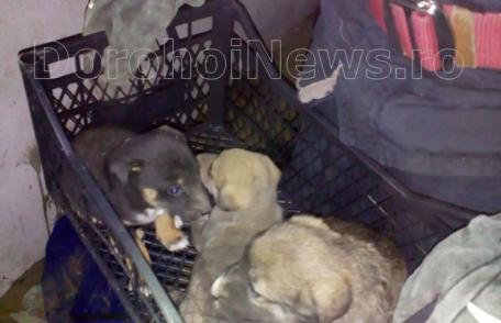 Trei suflete nevinovate salvate de pompierii dorohoieni - FOTO