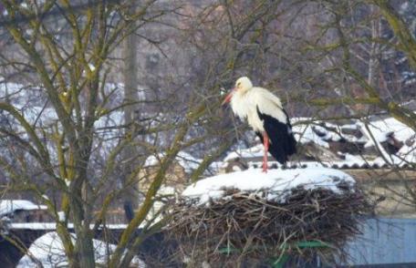 Berzele au revenit în România și suferă de frig. Iată cum le putem salva