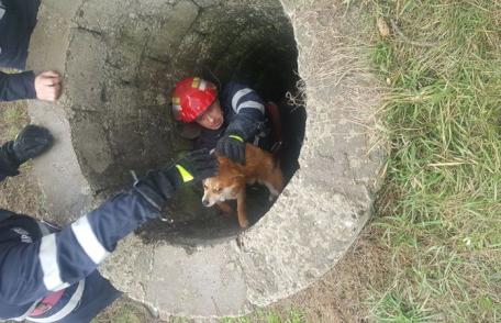 Pompierii dorohoieni din nou eroi pentru necuvântătoare: Câine salvat dintr-un canal - FOTO
