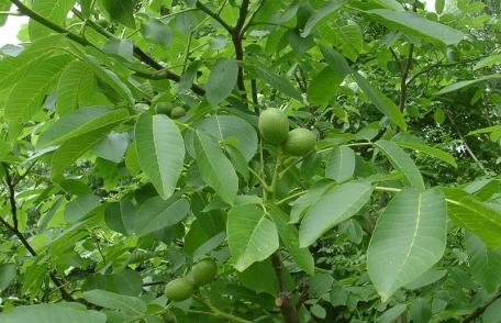  De ce e mai bună capra vecinului: Partea I