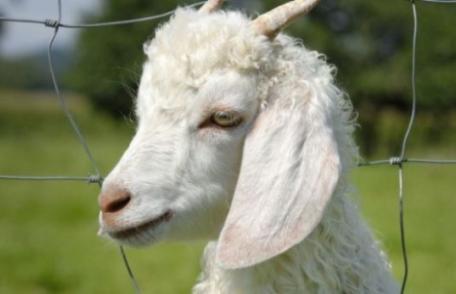 Români condamnaţi la închisoare după ce au ucis o capră la grădina zoologică din Berlin, ca s-o mănânce