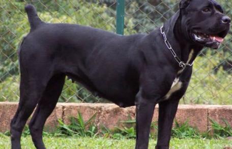 Amenzi aplicate de jandarmi pentru nerespectarea legislaţiei privind câinii