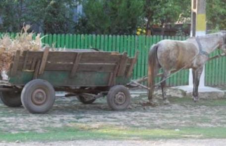 Accident stupid. De beat ce era a căzut din căruţă