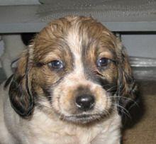 Asociaţia Prieten pentru prieten: Apel către dorohoieni