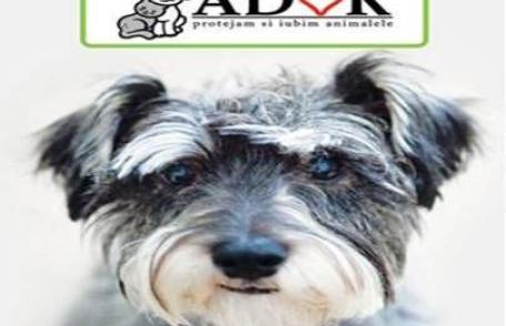 ADOR vă invită la întâlnirea cu Serviciul de gestionare a căţeilor comunitari 