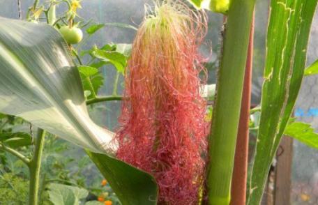 Cum ne ajută mătasea de porumb în retenția de apă