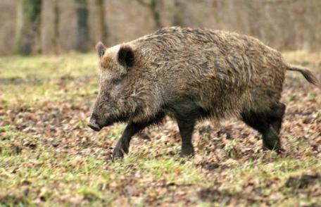 Dosar penal pentru un bărbat care a hăituit și ucis un porc mistreț cu ajutorul a patru câini