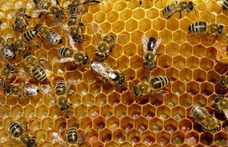 Propolisul: Beneficii sănătoase pentru toamnă
