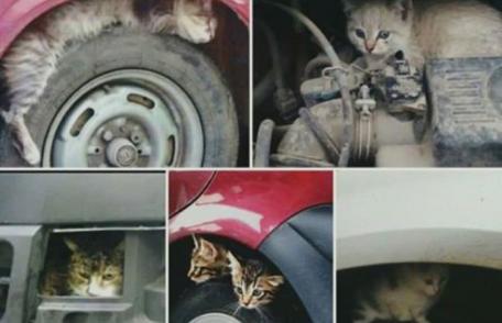 Primim la redacție – Claxonați înainte de a porni mașina. Câteva secunde poate salva vieți – FOTO