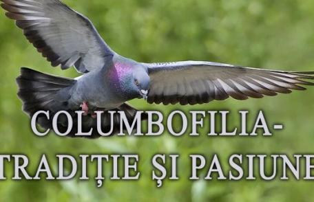 Muzeul de Științele Naturii Dorohoi găzduiește expoziția temporară „Columbofilia – tradiție și pasiune”