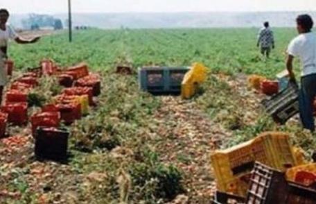 A muncit până la epuizare! Bărbat din Dorohoi MORT în Italia, în timp ce recolta roșii
