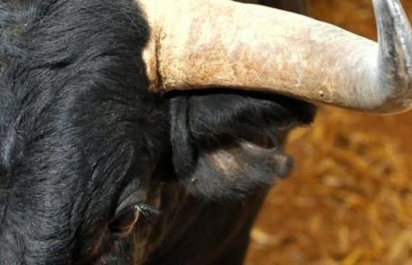 Bărbat din Cristinești ajuns în stare gravă la spital după ce a fost atacat de un taur