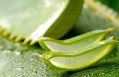 Beneficiile plantei aloe vera: bună de pus pe rană