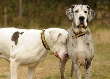 Caz incredibil: Un câine îşi însoţeşte pretutindeni prietenul orb