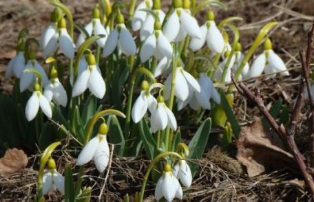 Schimbări semnificative ale vremii. Temperaturi de 17 grade Celsius, marți, în țară. Prognoza meteo