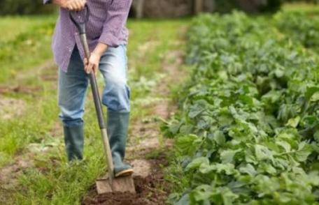 E trădare națională! Guvernul Orban, călăul agriculturii românești, pune la pământ fermierii români și lasă populația fără hrană! PNL a dat verde la p
