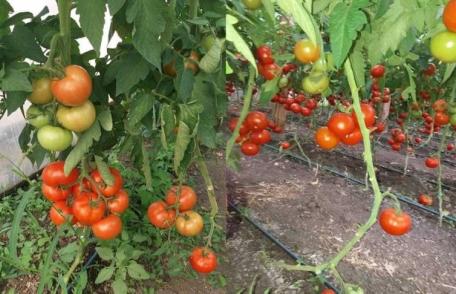 ALDE Botoșani susține menținerea subvențiilor în agricultură