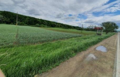 Dorim produse bio românești, dar avem parte tot de importuri în magazine!