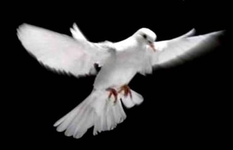 Mesaj de condoleanțe al președintelui CJ Botoșani