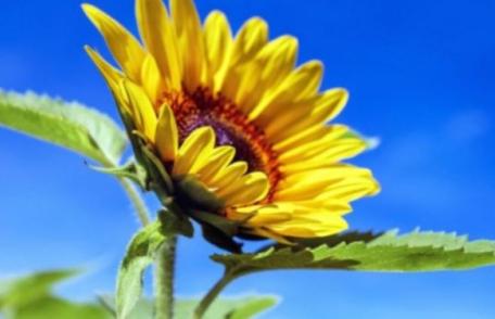 ANM anunţă patru săptămâni „de foc”. Prognoza meteo pe toată luna august