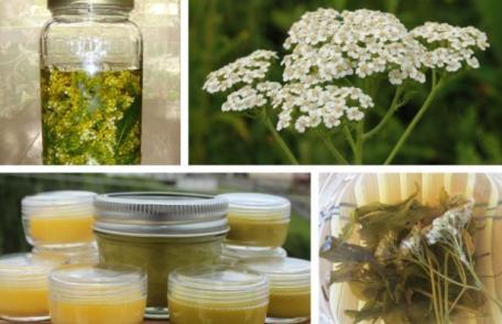 Alifia de coada-soricelului, leac pentru hemoroizi și răni