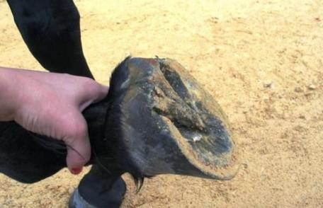 Bărbat din Dorohoi ajuns la urgențe după ce calul l-a lovit cu copita în piept