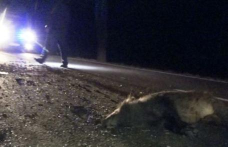 Mașină distrusă și o persoană accidentată din cauza unui porc mistreț
