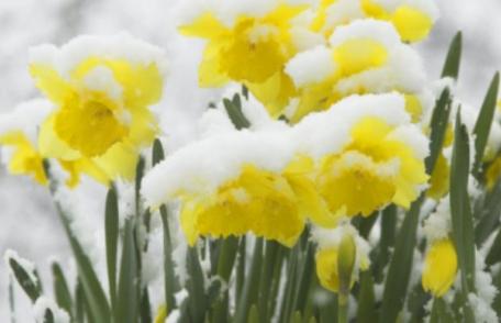 Se strică vremea în România! S-a emis cod galben de ninsori. Alertă meteo ANM