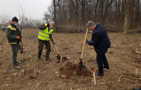 Prefectul Dan Nechifor a dat startul „Lunii plantării arborilor” - FOTO