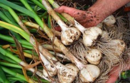 IMPORTANT! 3000 euro pe ha pentru cultura de USTUROI