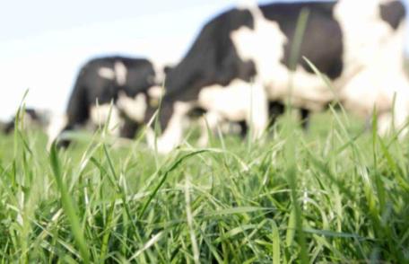 Primăria Cândești anunță aprobarea închirierii prin încredințare directă a unor trupuri de pășune