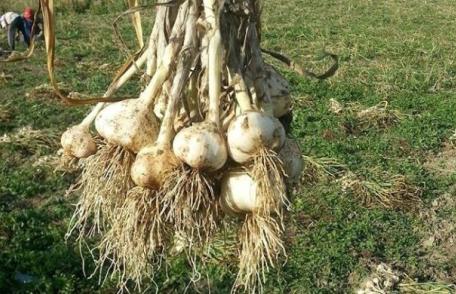 Subvenție pentru usturoi 2021: sprijinul financiar a fost aprobat. Care este valoarea sa