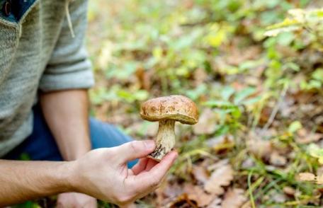Cum recunoaștem și cum evităm intoxicațiile cu ciuperci