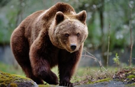 Guvernul a adoptat ordonanța de urgență prin care urșii agresivi pot fi împușcați