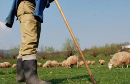 Soți botoșăneni ajunși la spital după ce au fost luați la bătaie pe un câmp de trei ciobani