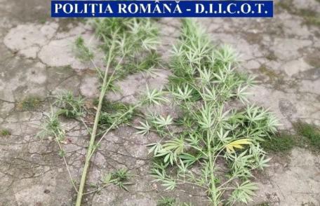 Botoșănean arestat preventiv pentru trafic de droguri de risc. Cultiva cannabis în grădina locuinței- FOTO