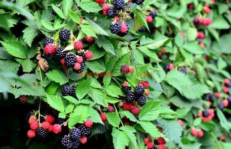 Fructele care ne mențin tineri