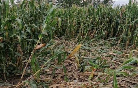 Mistreții distrug munca agricultorilor botoșăneni și nimeni nu ia măsuri pentru a stopa acest lucru! - FOTO