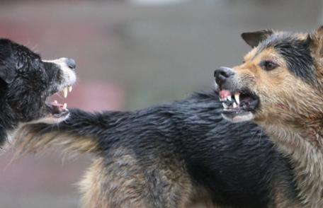 Primim la redacție – Întâlnire de gradul zero în Dorohoi cu patru câini