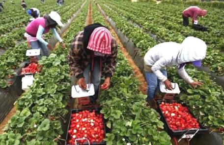 Muncă sezonieră cu EURES: Campania de informare şi comunicare susţine recrutarea echitabilă în Europa 