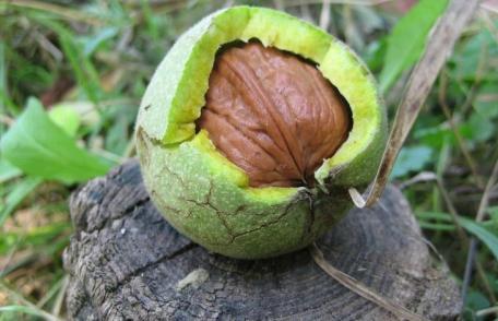 Ce beneficii pentru sănătate au nucile verzi