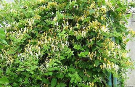 Planta cu proprietăți antiinflamatoare uimitoare