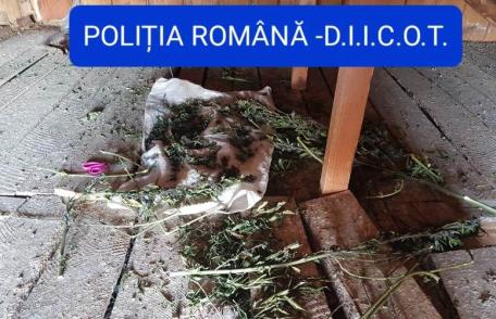Percheziții domiciliare, în Dorohoi și Hudești, la 5 tineri cercetați pentru trafic de droguri