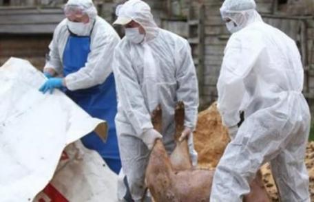 Pesta porcină africană a fost confirmată într-o exploatație din județul Botoșani