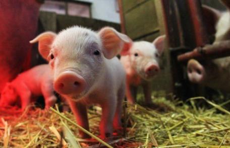 Românii care nu se dezinfectează când intră în cotețul porcilor riscă amendă de 18.000 de lei