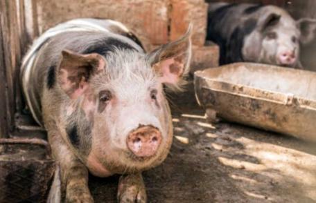 Măsuri sanitare veterinare privind circulația și sacrificarea porcinelor
