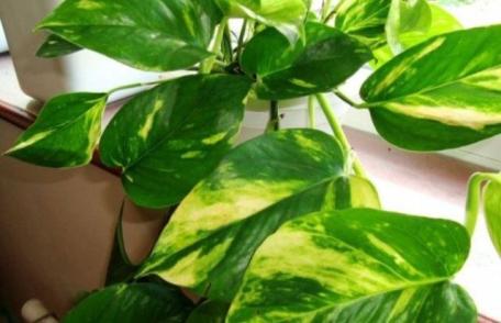 Planta care curăță aerul poluat din casă