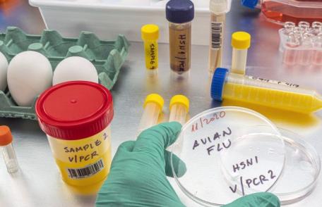 Focar de gripă aviară lângă granița României