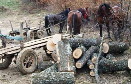Hoți de lemne depistați în flagrant sâmbătă seară într-o pădure de pe raza comunei Ibănești